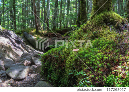 Hatutake mushrooms growing among moss in a moss forest [Northern Yatsugatake, Yachiho Plateau] Nagano Prefecture 117268057