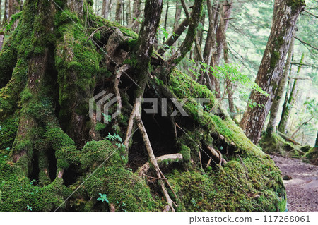 Moss-covered tree roots in a forest [Northern Yatsugatake, Yachiho Plateau] Nagano Prefecture 117268061