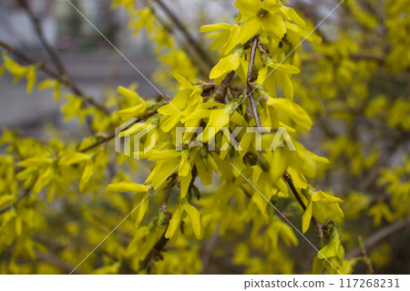 Close-Up of Yellow Forsythia Blossoms 117268231