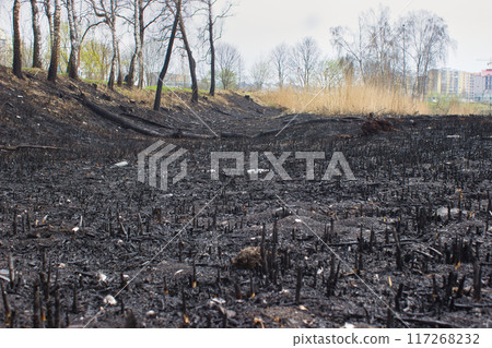 Charred Landscape After Forest Fire Charred Landscape After Forest Fire 117268232