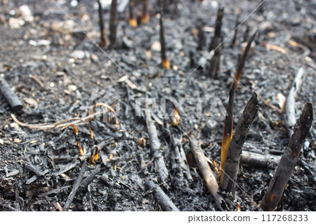 Close-Up of Burnt Ground After Wildfire 117268233