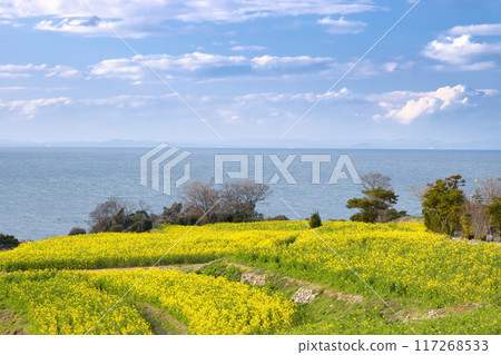 The sea seen through the rapeseed field 117268533