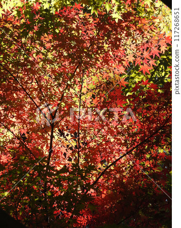 Escher Pattern 117268651