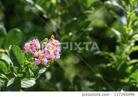 紫薇花 粉紅色 夏季花卉 圖像 117268946