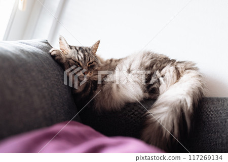 Portrait sleeping maine coon cat Portrait sleeping maine coon cat 117269134