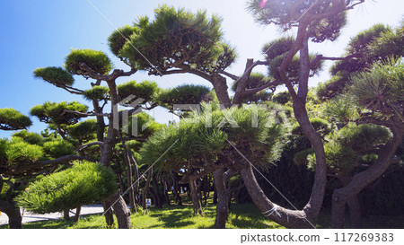 Summer in Jogashima, Miura City, Miura Peninsula 117269383