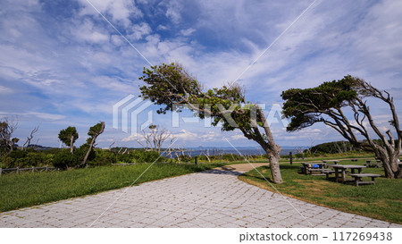 三浦半島三浦市城島的夏天 117269438