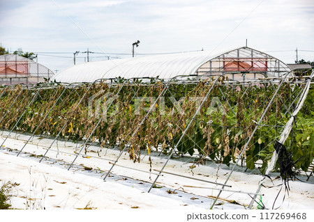 白茄子田 白茄子田 117269468
