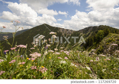Mountain hiking at Brecherspitze mountain, Bavaria, Germany in summertime 117269720