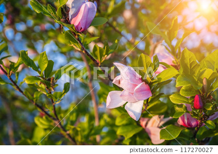 pink magnolia flowers on a flowering tree in spring on sunny day close-up pink magnolia flowers on a flowering tree in spring on sunny day close-up 117270027