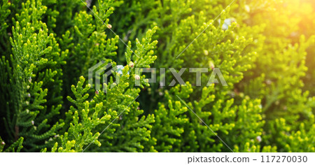 green branches of thuja in close-up on sunny day in spring 117270030