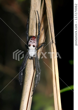 Orb-weaver spider, a spider of the orb-weaver family characterized by its white fur and red markings (natural light + strobe, macro close-up) Orb-weaver spider, a spider of the orb-weaver family characterized by its white fur and red markings (natural light + strobe, macro close-up) 117270062