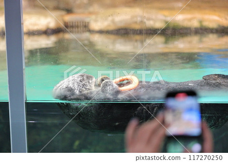 海洋世界海中道海獺莉洛君 海洋世界海中道海獺莉洛君 117270250