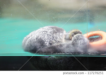 海洋世界海中道海獺莉洛君 海洋世界海中道海獺莉洛君 117270251