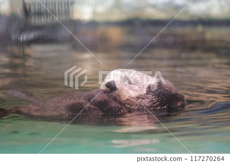 Marine World Uminonakamichi Sea Otter Lilo Marine World Uminonakamichi Sea Otter Lilo 117270264