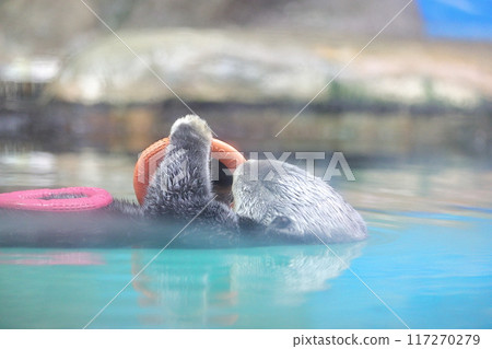 Marine World Uminonakamichi Sea Otter Lilo 117270279