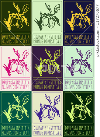 Set of vector drawing DRUPARIA INSITITIA in various colors. Hand drawn illustration. Latin name is PRUNUS DOMESTICA L 117270677