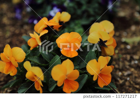 Arao City Omoyai Citizen Flower Bed Pansies and Violas, 117271217