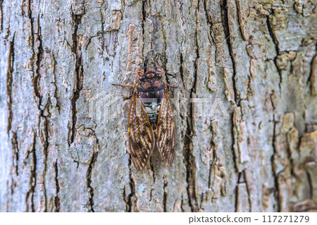 日本橫濱市景 夏末…立秋已過，酷暑仍在繼續…城內蟬聲低落…8月10日 117271279