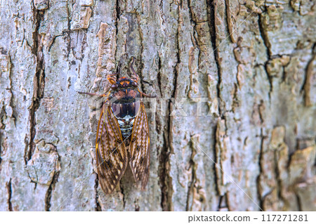 日本橫濱市景 夏末…立秋已過，酷暑仍在繼續…城內蟬聲低落…8月10日 117271281
