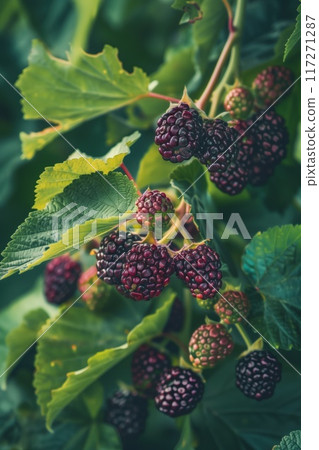 Berry picking scene shows bush with ripe berries in various shades. Abundance of berries dominates frame from left to right. Leaf adds depth to image. Garden setting. 117271287