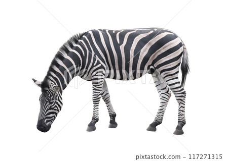 Zebra animal isolated on white background 117271315