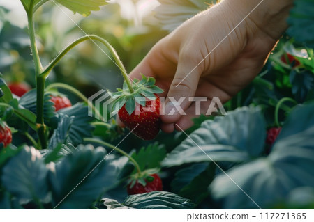 Hand reaches out to pick ripe red strawberry from rich green garden. Close-up shot of human hand grasping fresh fruit among plants. Vibrant colors and blurred background highlight central subject. Hand reaches out to pick ripe red strawberry from rich green garden. Close-up shot of human hand grasping fresh fruit among plants. Vibrant colors and blurred background highlight central subject. 117271365