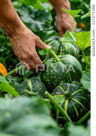 Hands gently hold vibrant green pumpkin with yellow spots amidst rich garden surroundings. Close-up view of ripe squash surrounded by other pumpkins and plants rustling in gentle breeze. 117271366