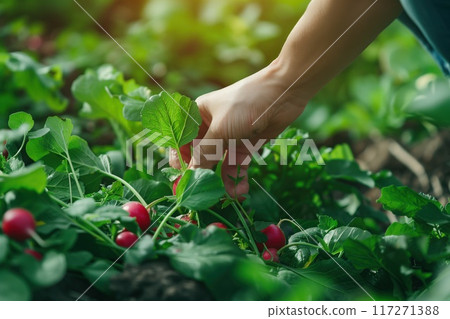 Hand plucks ripe red radish from garden soil surrounded by green leaves. Fresh produce in rich garden setting. Close-up shot of human hand holding radish. Perfect for food, gardening, eco. 117271388