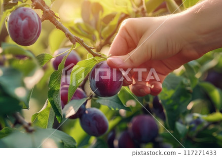 Hand plucks ripe plum from tree branch. Person reaches out to pick fruit in garden setting with lush foliage. Close-up shot of hand grasping plum. Natural surroundings provide serene atmosphere. Hand plucks ripe plum from tree branch. Person reaches out to pick fruit in garden setting with lush foliage. Close-up shot of hand grasping plum. Natural surroundings provide serene atmosphere. 117271433