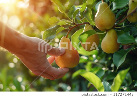 Hand holds yellow pears in rich green leaves. Fresh fruit surrounded by foliage creates tranquil atmosphere. Close-up shot highlights vibrant color against verdant background. 117271442