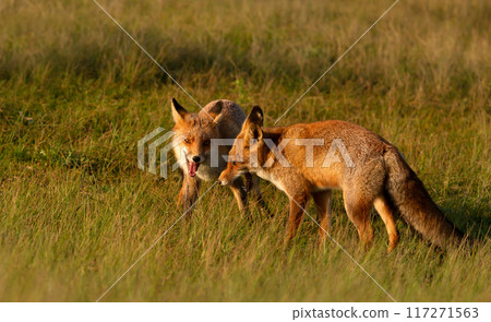 Close-up of two red fox cubs playing in grass Close-up of two red fox cubs playing in grass 117271563