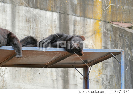 Okuhida Bear Ranch | Takayama City, Gifu Prefecture [June] 117271925