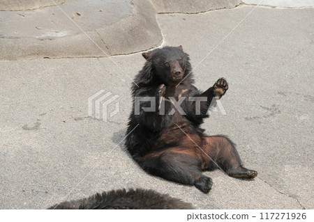 奧飛驒熊牧場｜岐阜縣高山【6月】 117271926