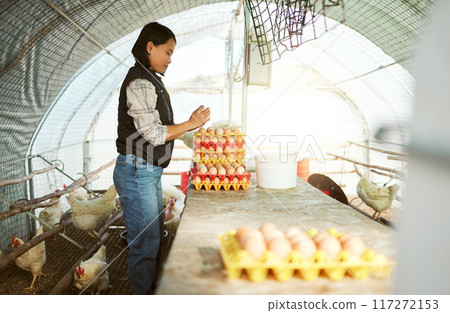 Asian, woman and farm with chicken eggs tray organisation, collection and check for quality assessment. Agriculture, small business and focus of girl poultry farmer working in chicken coop. Asian, woman and farm with chicken eggs tray organisation, collection and check for quality assessment. Agriculture, small business and focus of girl poultry farmer working in chicken coop. 117272153