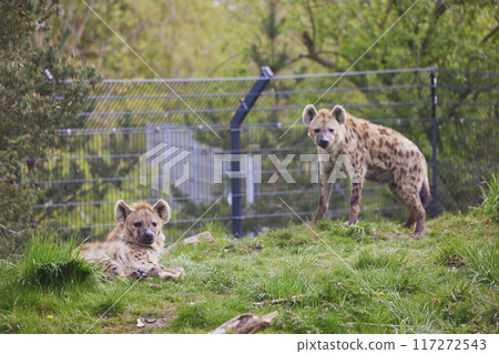 Close-up of a hyenas at a tropical zoo in Denmark 117272543