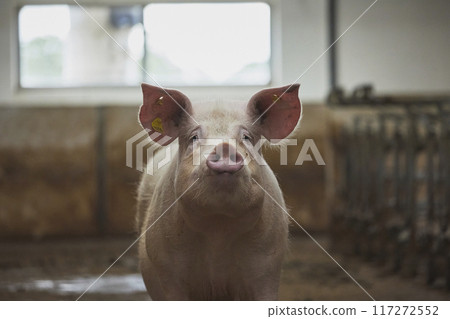 Old sow close up on a farm in Denmark Old sow close up on a farm in Denmark 117272552