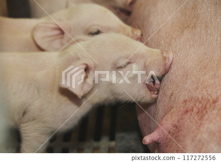 Farm in Denmark. Newborn piglets sucking milk 117272556