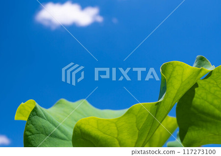 blue sky and lotus leaves 117273100
