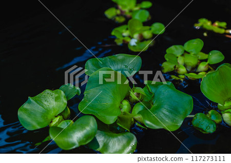 Water hyacinth with swim bladder 117273111