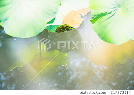 大熱天的荷花池 117273114