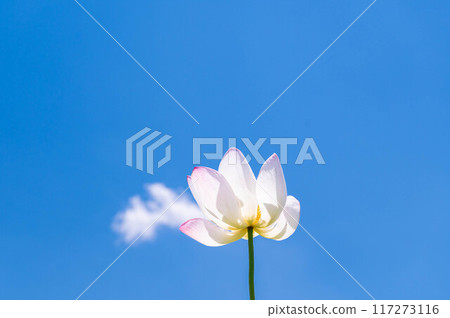 蓮花和藍天 117273116