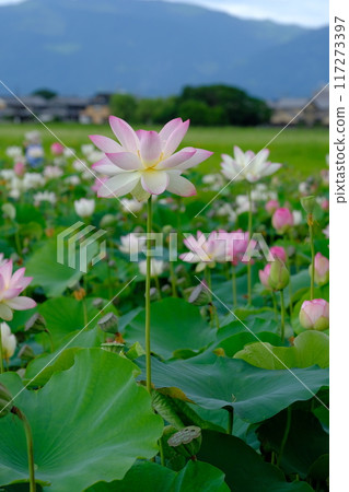 Lotus flowers at the ruins of Fujiwara-kyo in Nara 117273397