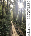 Yakushima_Forest Path 117273820