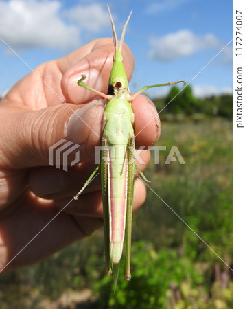Short-horned grasshopper (female): ventral side (digestive juices released) Short-horned grasshopper (female): ventral side (digestive juices released) 117274007