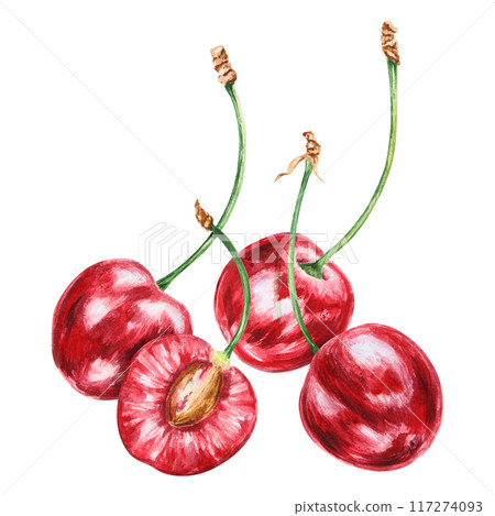 Red cherry. Juicy hand drawn watercolor illustration. Delicious food art, fresh botanical realistic painting. Summer berry clipart for restaurant menu, prints, packaging of farm goods, vegan products Red cherry. Juicy hand drawn watercolor illustration. Delicious food art, fresh botanical realistic painting. Summer berry clipart for restaurant menu, prints, packaging of farm goods, vegan products 117274093