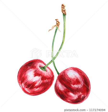 Red cherry. Juicy hand drawn watercolor illustration. Delicious food art, fresh botanical realistic painting. Summer berry clipart for restaurant menu, prints, packaging of farm goods, vegan products 117274094