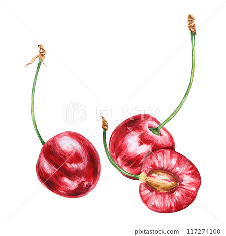 Half a red cherry. Juicy hand drawn watercolor illustration. Delicious food art, fresh botanical realistic painting. Summer berry clipart for restaurant menu, packaging of farm goods, vegan products 117274100