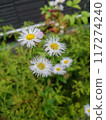 Small life 117274240