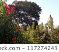 Roses tower 117274243